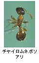 チャイロムネボソアリ