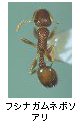 フシナガムネボソアリ