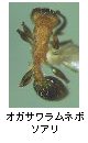 オガサワラムネボソアリ