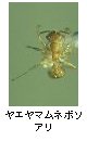 ヤエヤマムネボソアリ
