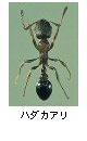 ハダカアリ