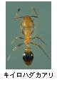 キイロハダカアリ