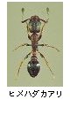 ヒメハダカアリ