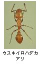 ウスキイロハダカアリ