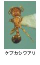 ケブカシワアリ