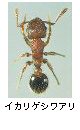 イカリゲシワアリ
