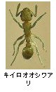 キイロオオシワアリ