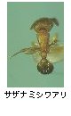 サザナミシワアリ