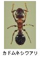カドムネシワアリ