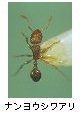 ナンヨウシワアリ