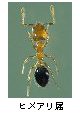 ヒメアリ属