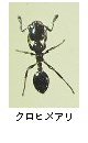 クロヒメアリ