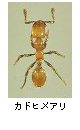 カドヒメアリ