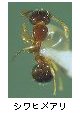 シワヒメアリ