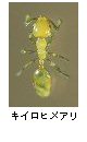 キイロヒメアリ