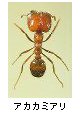 アカカミアリ