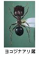 ヨコヅナアリ属
