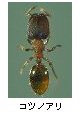 コツノアリ