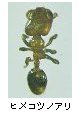 ヒメコツノアリ