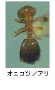 オニコツノアリ