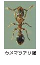 ウメマツアリ属