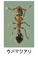 ウメマツアリ