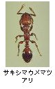 サキシマウメマツアリ