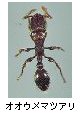 オオウメマツアリ