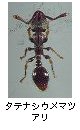 タテナシウメマツアリ