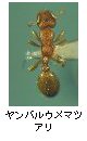 ヤンバルウメマツアリ