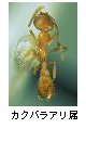 カクバラアリ属