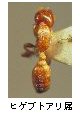 ヒゲブトアリ属