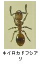 キイロカドフシアリ