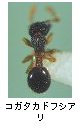 コガタカドフシアリ