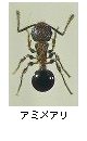 アミメアリ