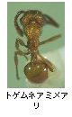 トゲムネアミメアリ