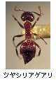 ツヤシリアゲアリ