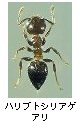 ハリブトシリアゲアリ