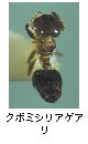 クボミシリアゲアリ