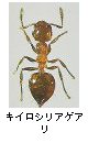 キイロシリアゲアリ