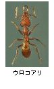 ウロコアリ