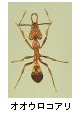 オオウロコアリ
