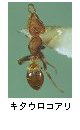 キタウロコアリ