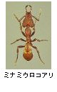 ミナミウロコアリ