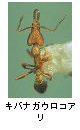 キバナガウロコアリ