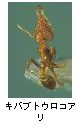 キバブトウロコアリ