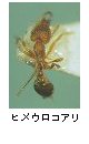 ヒメウロコアリ