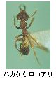 ハカケウロコアリ