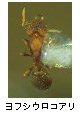ヨフシウロコアリ