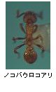 ノコバウロコアリ